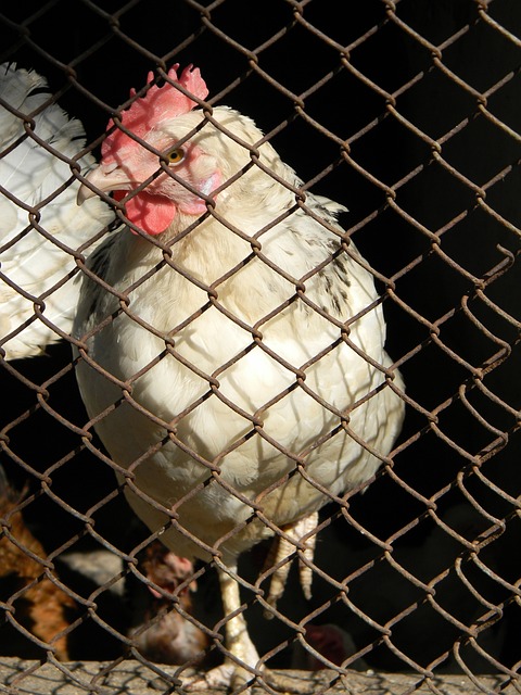 朱鹏宇的这 朱鹏宇的这